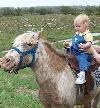 pony #1